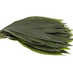 Hasenohren Blatt grün Buendel x15stiele 50cm