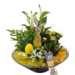 Spath.Arr PTPG9416 Ostern T26 H031