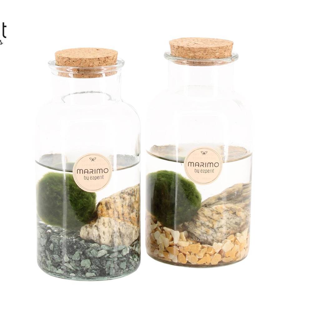 Wasser.Arr mix 90530 Marimo T08 H016