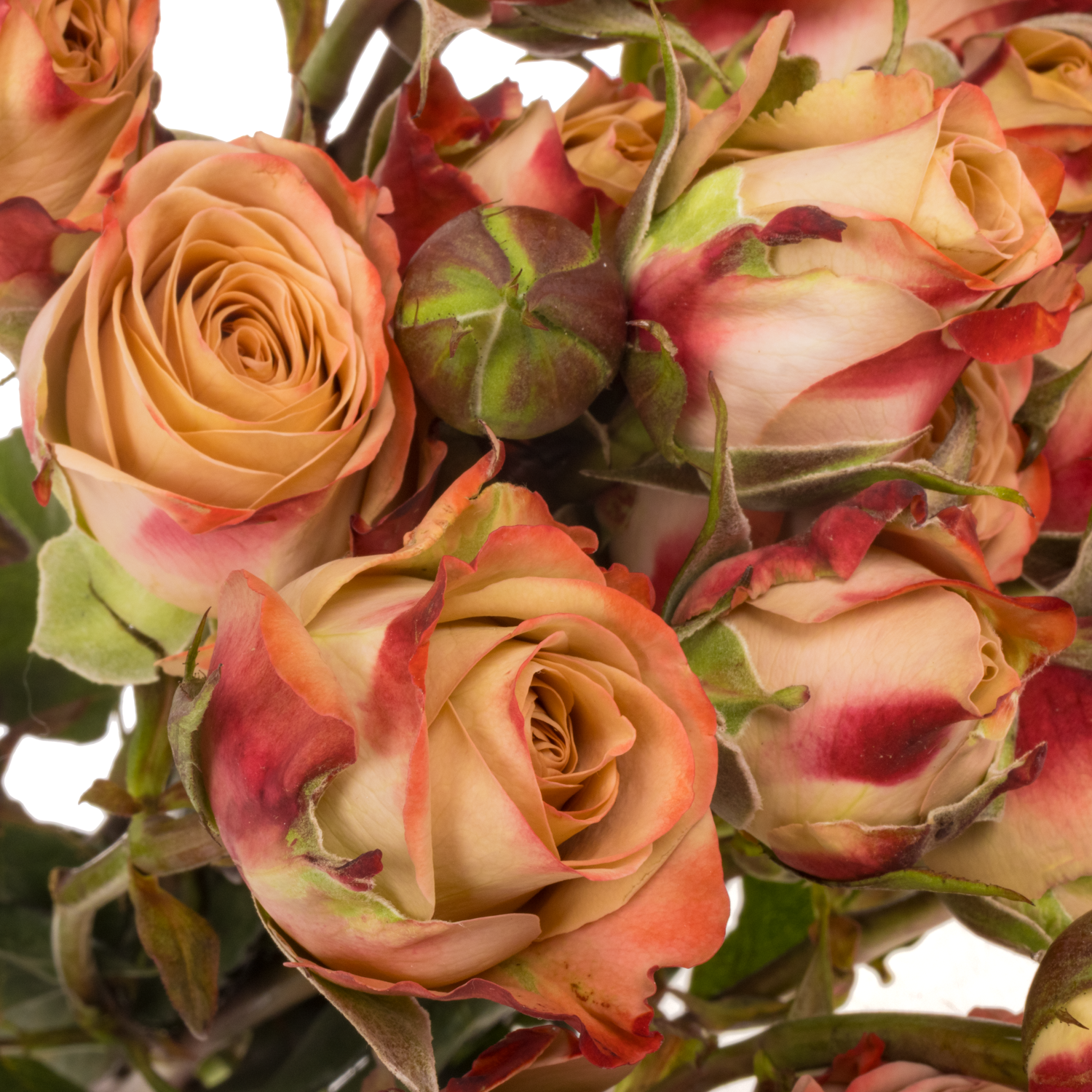 Rose verzweigt apricot/rosa Cappuccino 4+Blüte 50cm