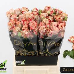 Rose verzweigt apricot/rosa Cappuccino ute 4+Blüte 50cm