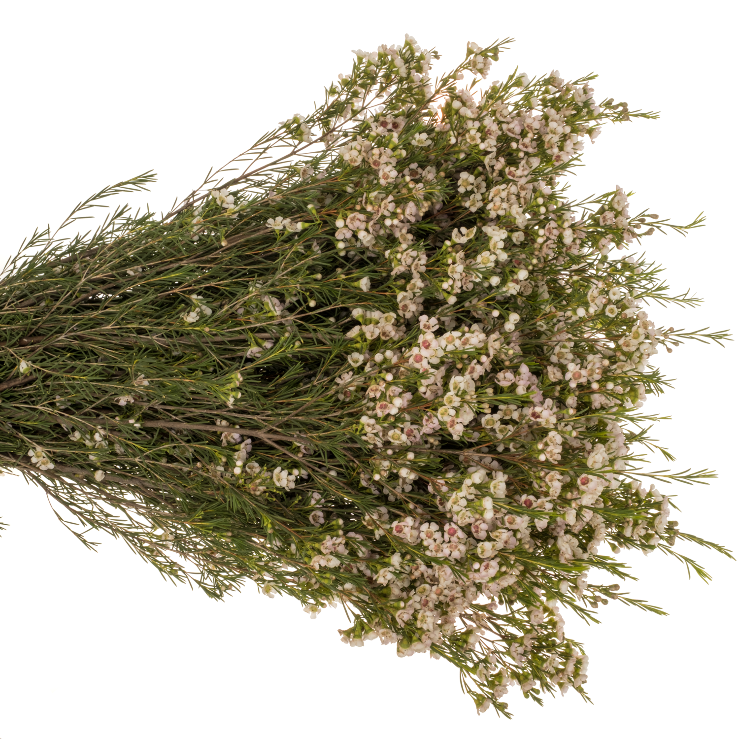 Wachsflower creme Eve 100 Gramm 80cm