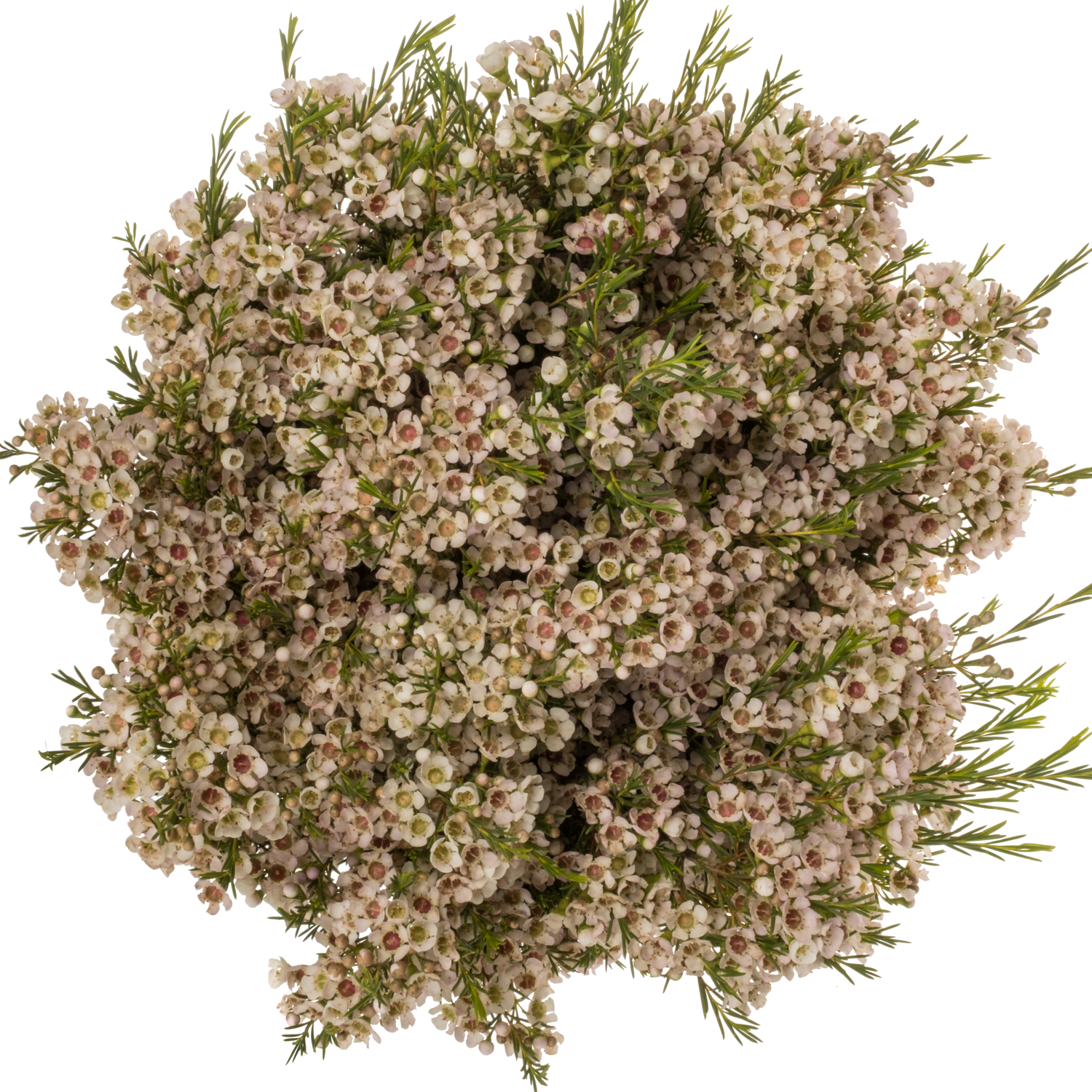 Wachsflower creme Eve 100 Gramm 80cm