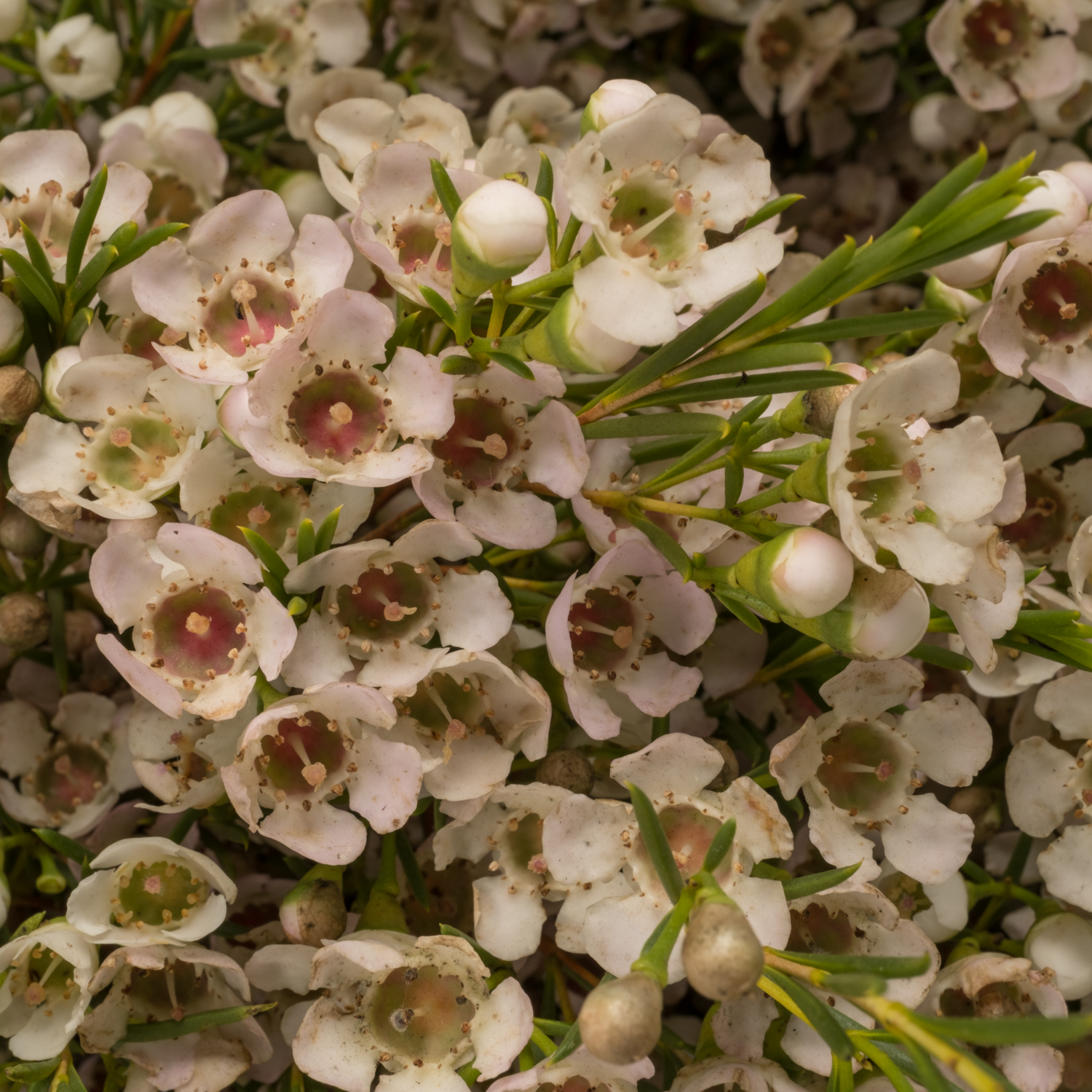Wachsflower creme Eve 100 Gramm 80cm