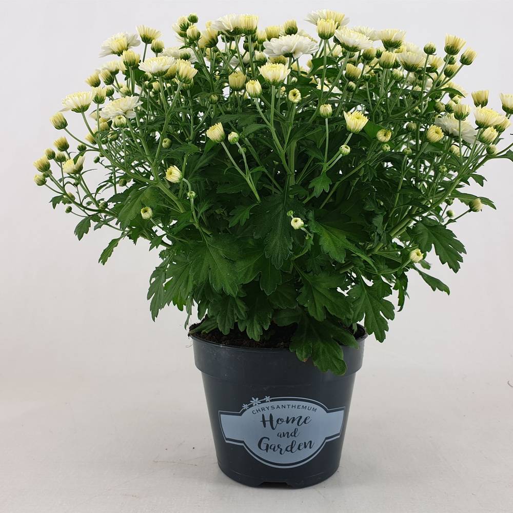 Chrys.Kugel creme/weiss Jasado T15 H030