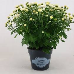 Chrys.Kugel creme/weiss Jasado T15 H030