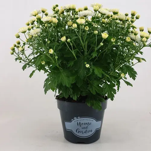 Chrys.Kugel creme/weiss Jasado T15 H030