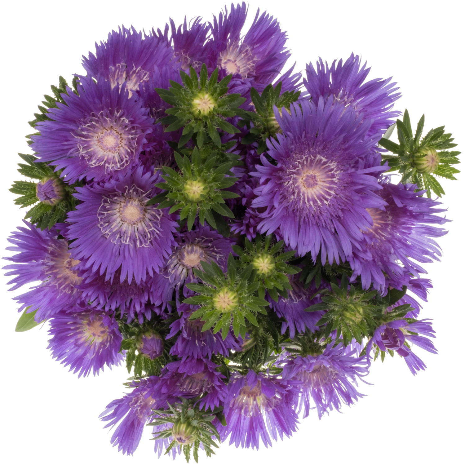 Stokesia dunkel lila 55cm