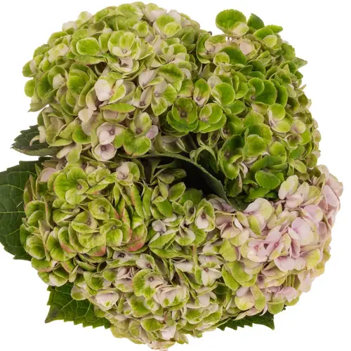 Hortensie gr:un/rosa Revolution Bol 12cm 40cm