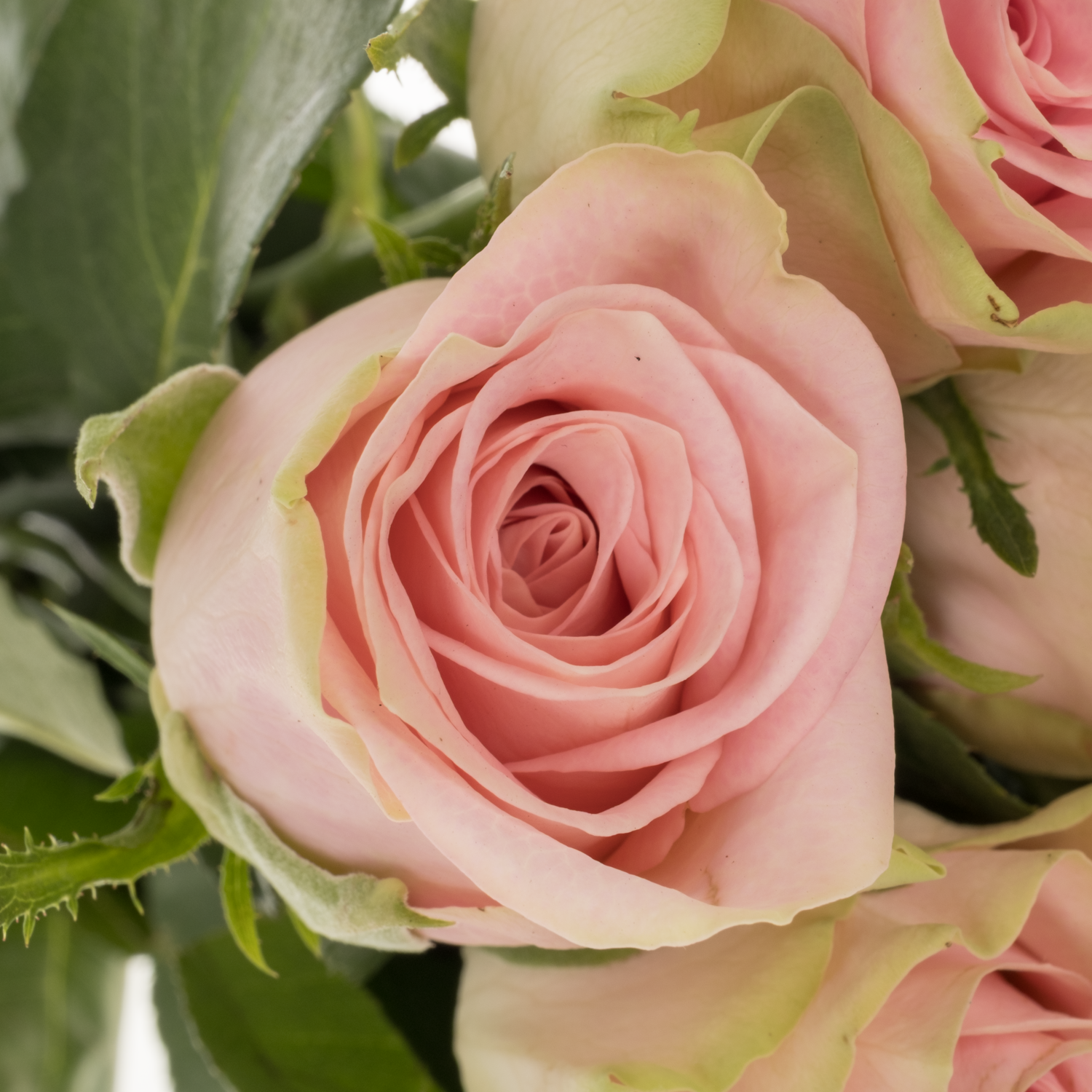 Rose rosa/hell grün Olivia 50cm
