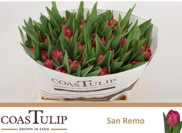 Tulpe rosa San Rem Coas Tulip 46 Gramm