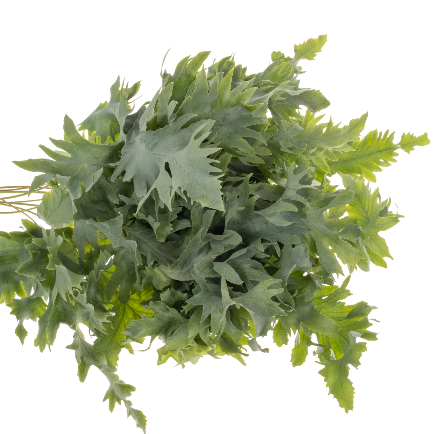 Phlebodium hell grün/dunkel grün Davana 40cm