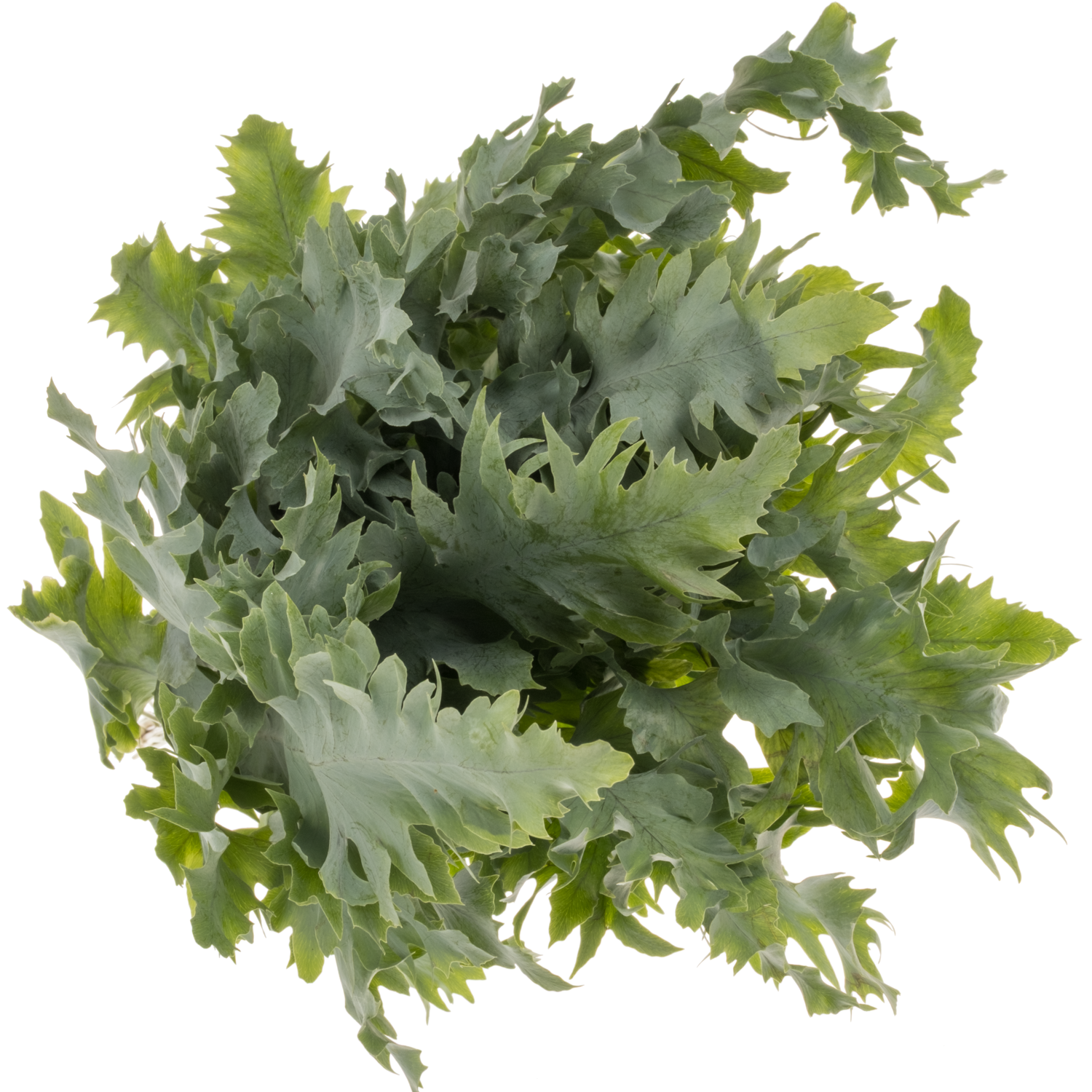 Phlebodium hell grün/dunkel grün Davana 40cm