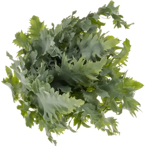 Phlebodium hell grün/dunkel grün Davana 40cm
