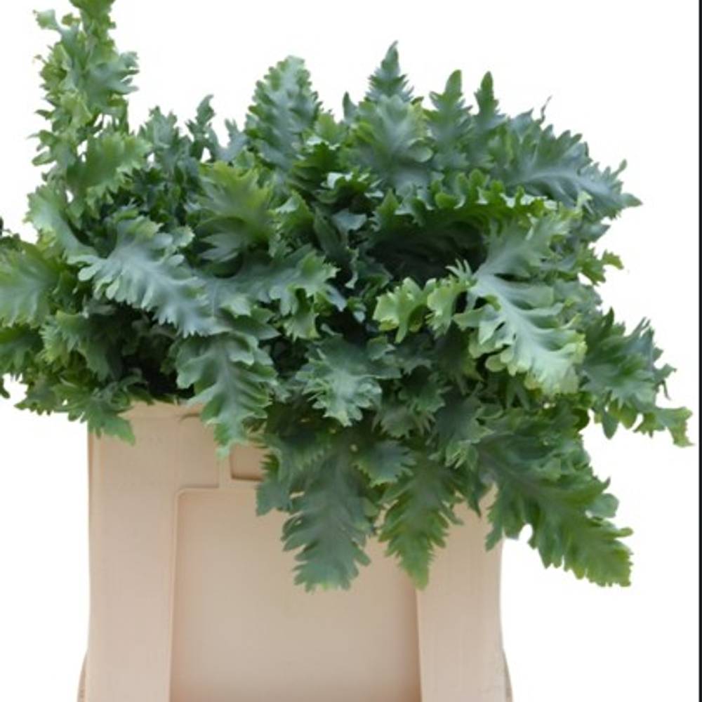 Phlebodium Davana 50cm