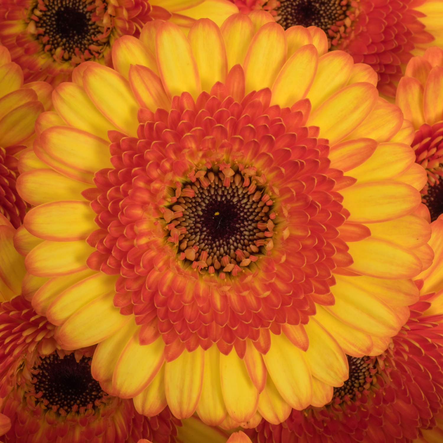 Germini gelb/dunkel orange Decora