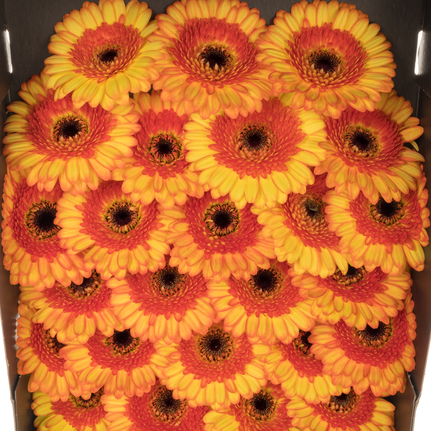 Germini gelb/dunkel orange Decora