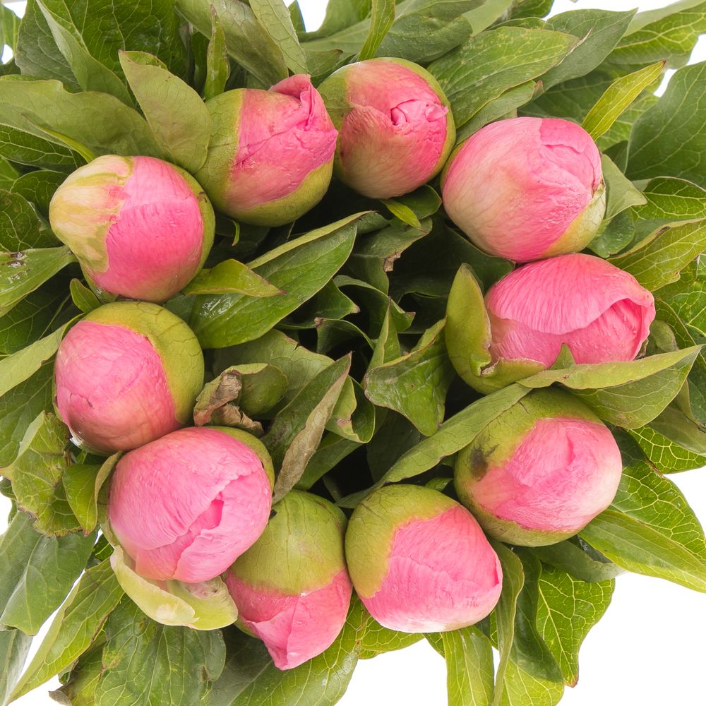 Pfingstrose rosa Sugar  50cm