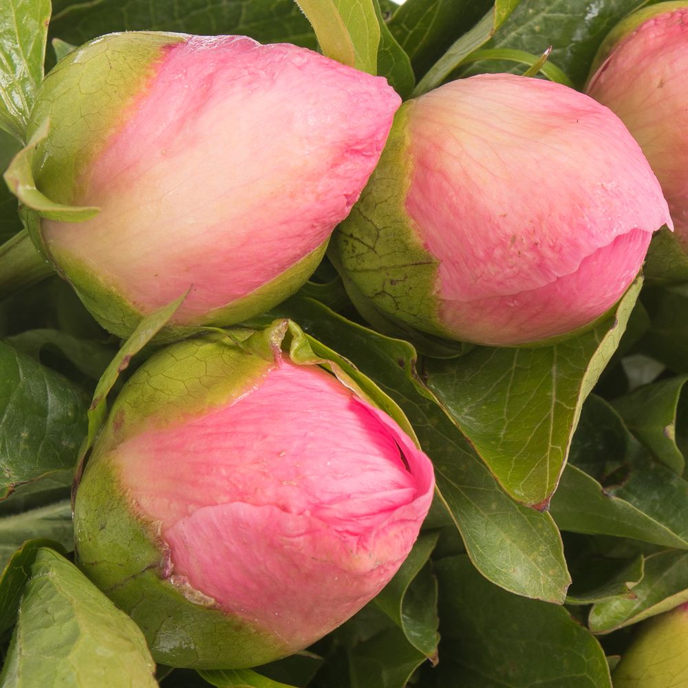 Pfingstrose rosa Sugar  50cm