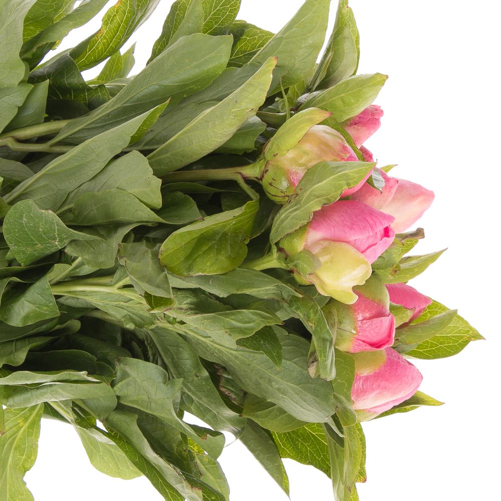 Pfingstrose rosa Sugar  50cm