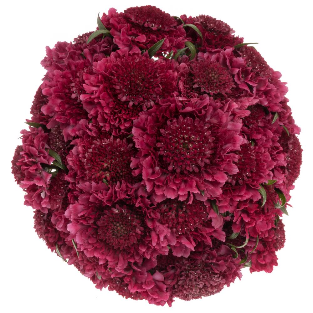 Scabiosa fuchsia Dark Cherry Scoop 70cm