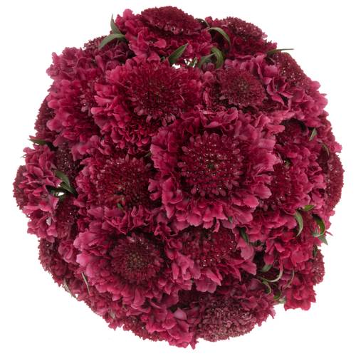 Scabiosa fuchsia Dark Cherry Scoop 70cm