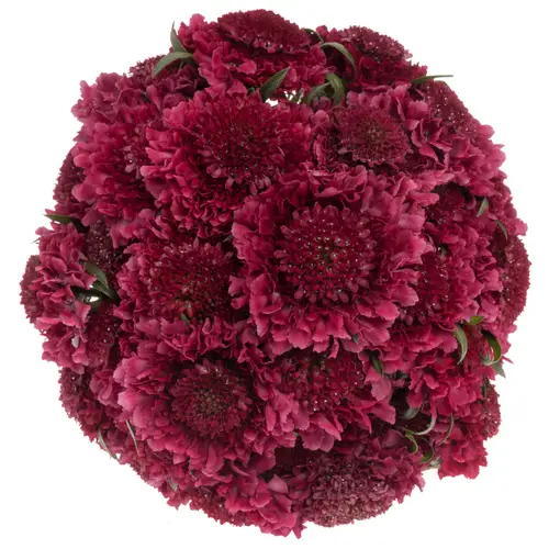 Scabiosa fuchsia Dark Cherry Scoop 70cm
