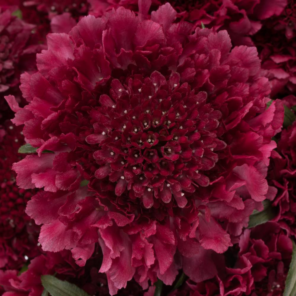 Scabiosa fuchsia Dark Cherry Scoop 70cm
