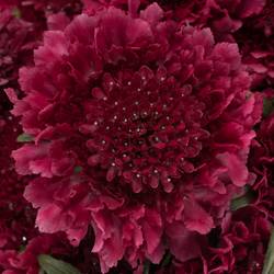 Scabiosa fuchsia Dark Cherry Scoop 70cm