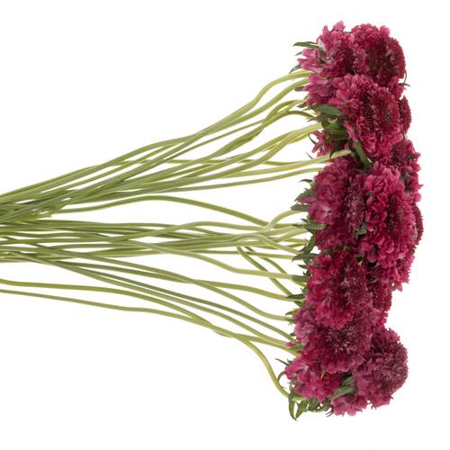 Scabiosa fuchsia Dark Cherry Scoop 70cm