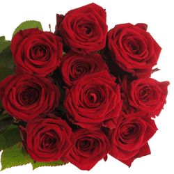 Rose rot Red Naomi Classic (Ende) 60cm