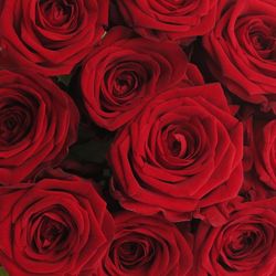 Rose rot Red Naomi Classic (Ende) 60cm