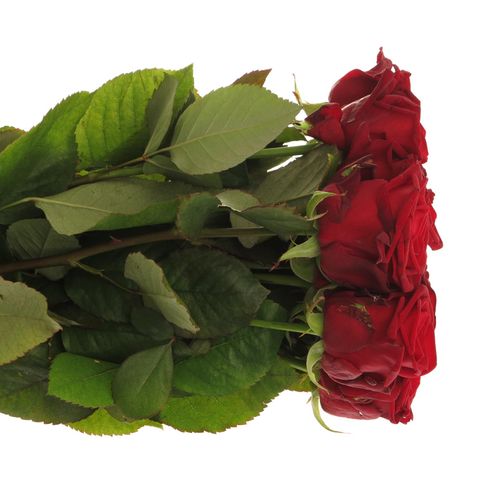 Rose rot Red Naomi Classic (Ende) 60cm