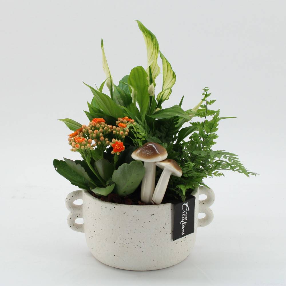 Spath.Arr-2512 Herbst T20 H035