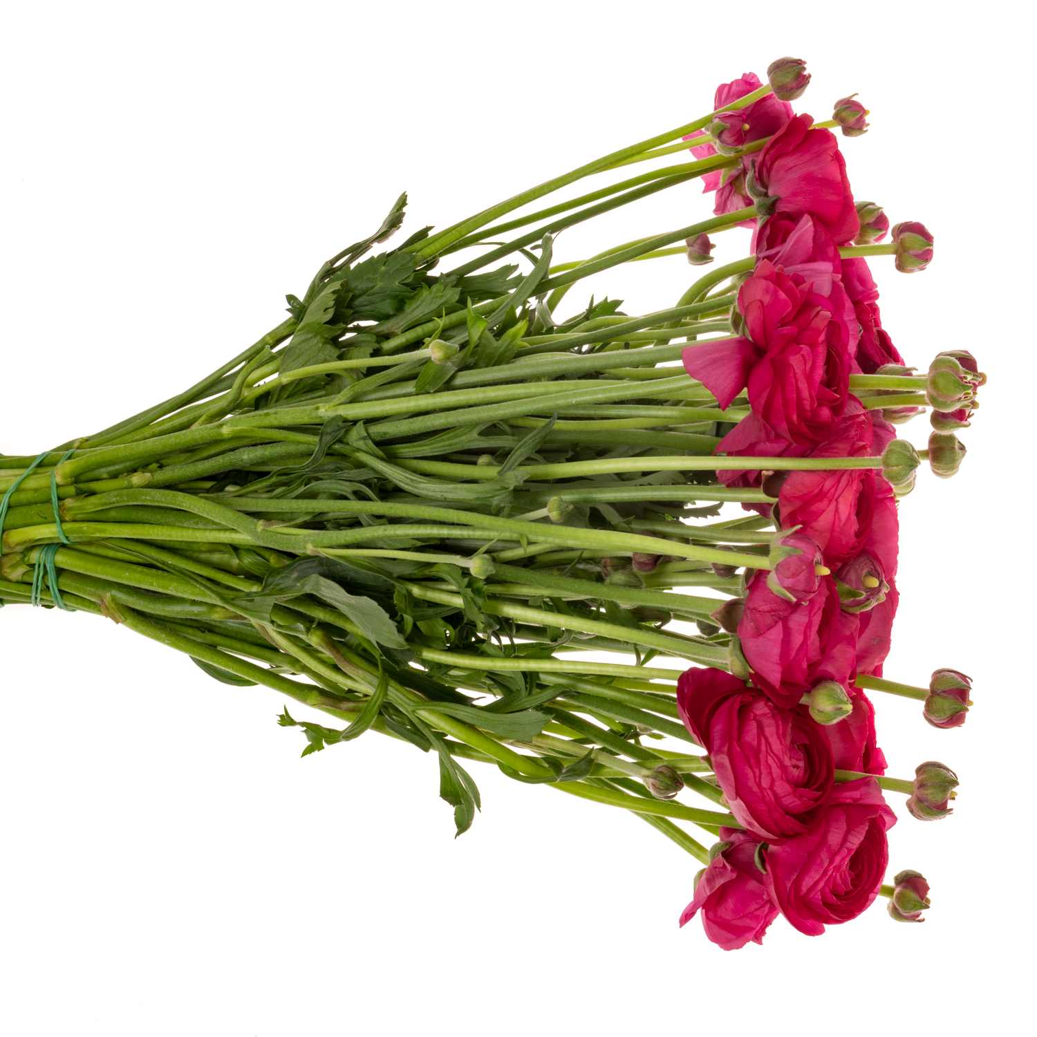 Ranunkel fuchsia Cloni Ciclamino Hot Pink 40cm x 30