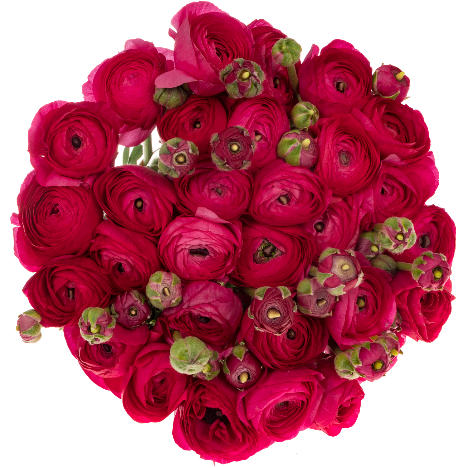 Ranunkel fuchsia Cloni Ciclamino Hot Pink 40cm x 30