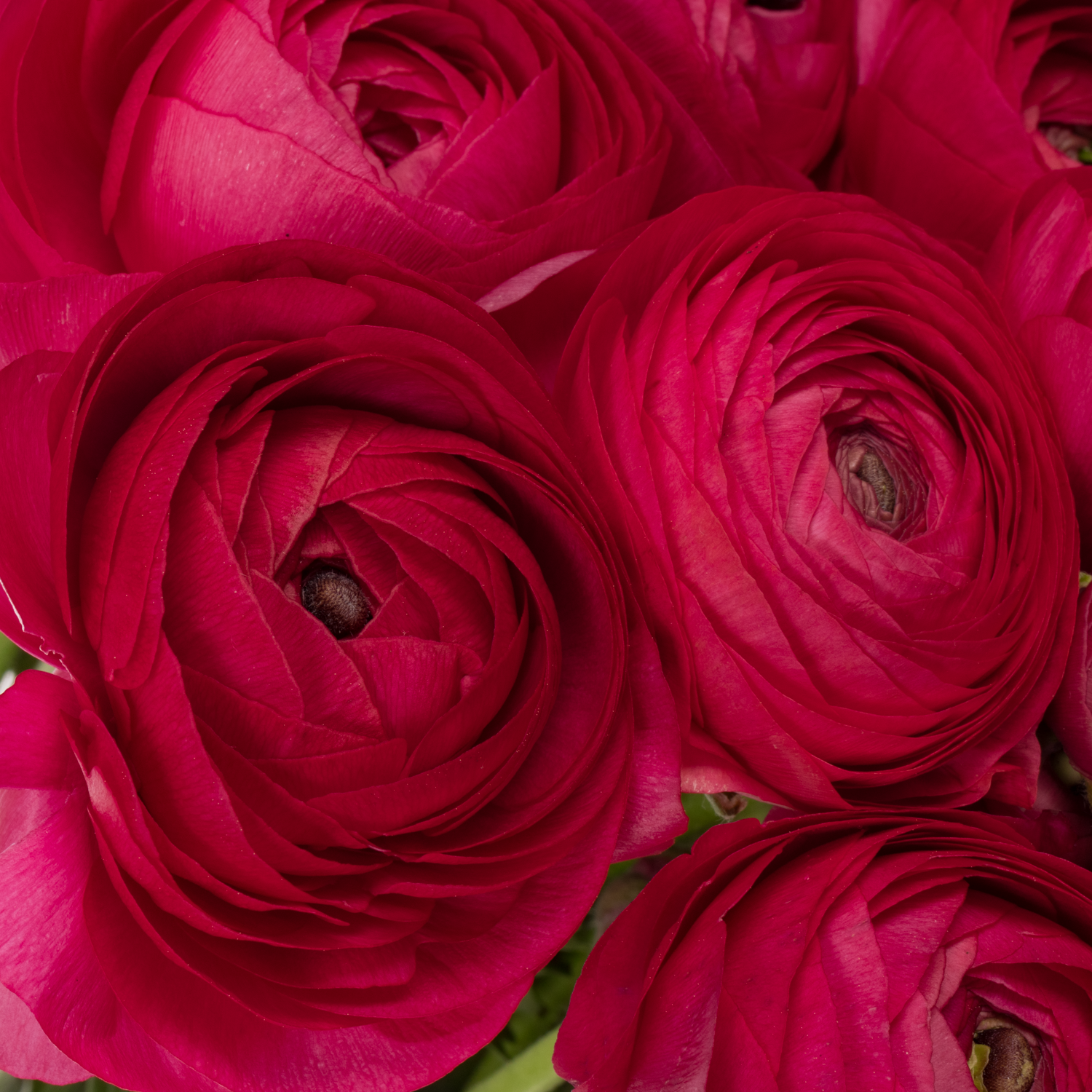 Ranunkel fuchsia Cloni Ciclamino Hot Pink 40cm x 30