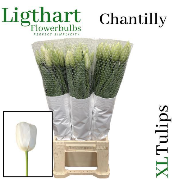 Franz.weiss Chantilly 80 Gramm 58cm