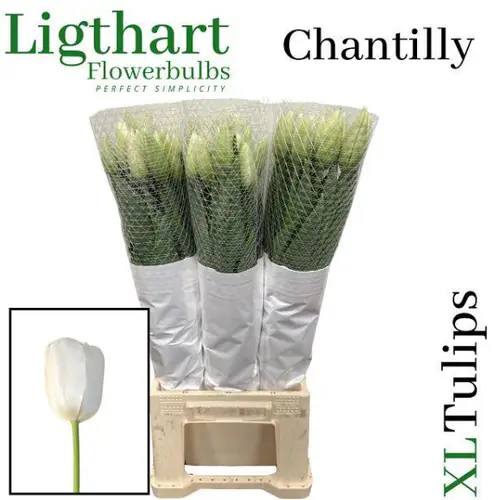 Franz.weiss Chantilly 80 Gramm 58cm