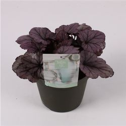 Heuchera lila T15 H25