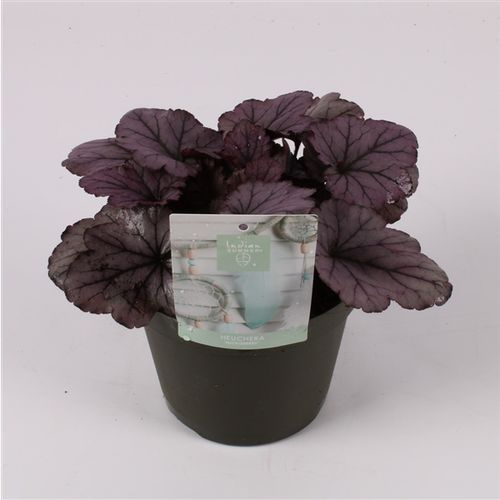 Heuchera lila T15 H25