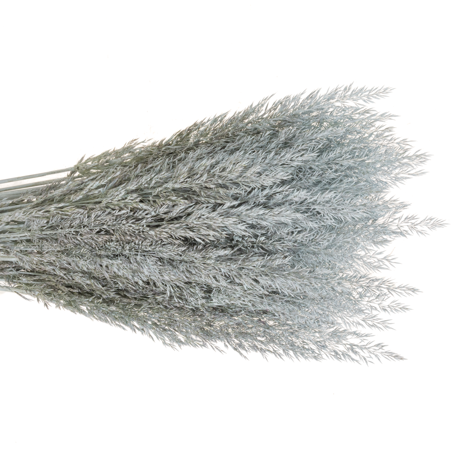 Ziergras hellblau Calamagrostis gefärbt 80cm