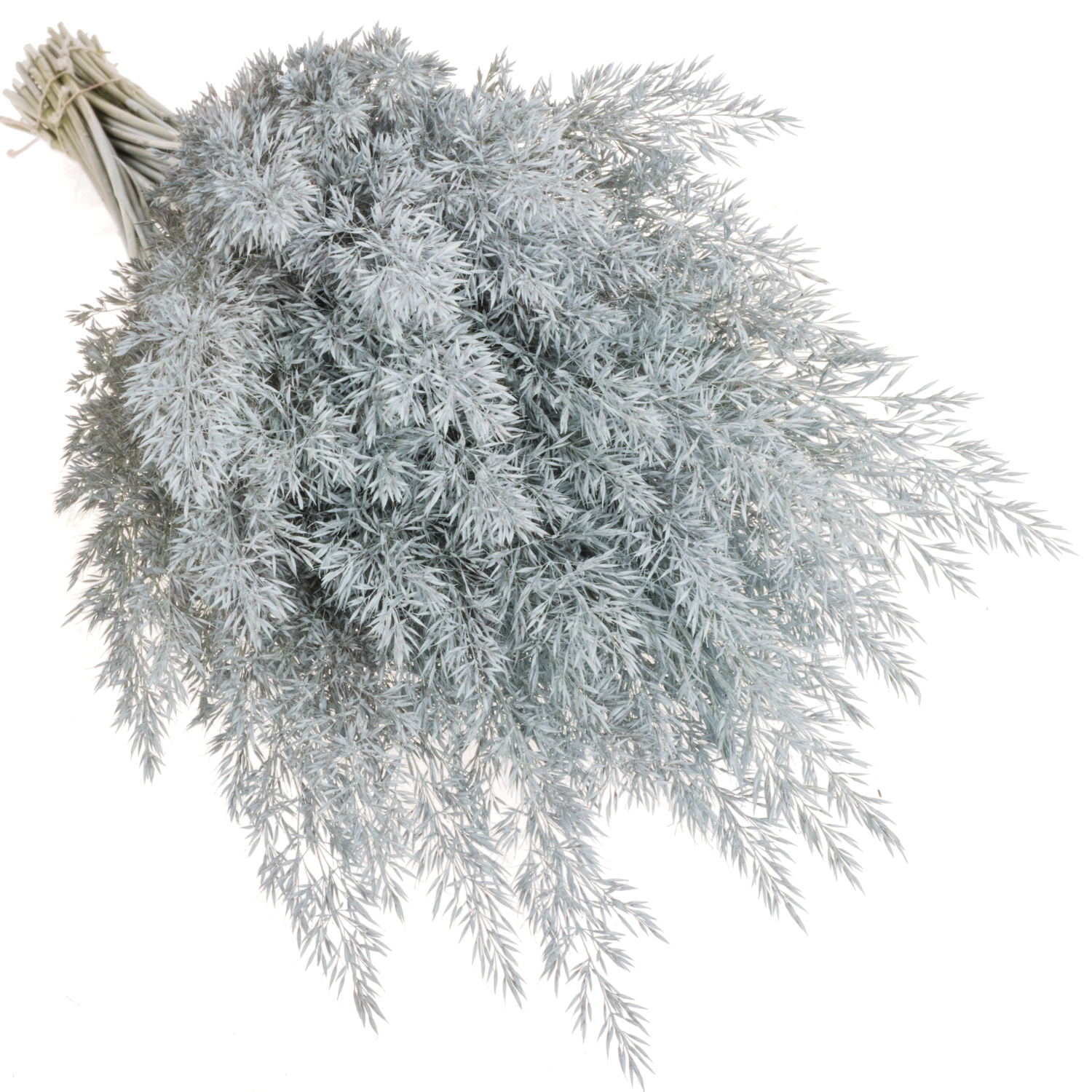 Ziergras hellblau Calamagrostis gefärbt 80cm