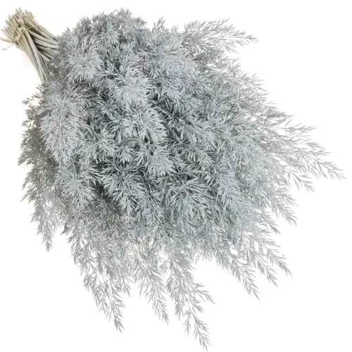 Ziergras hellblau Calamagrostis gefärbt 80cm