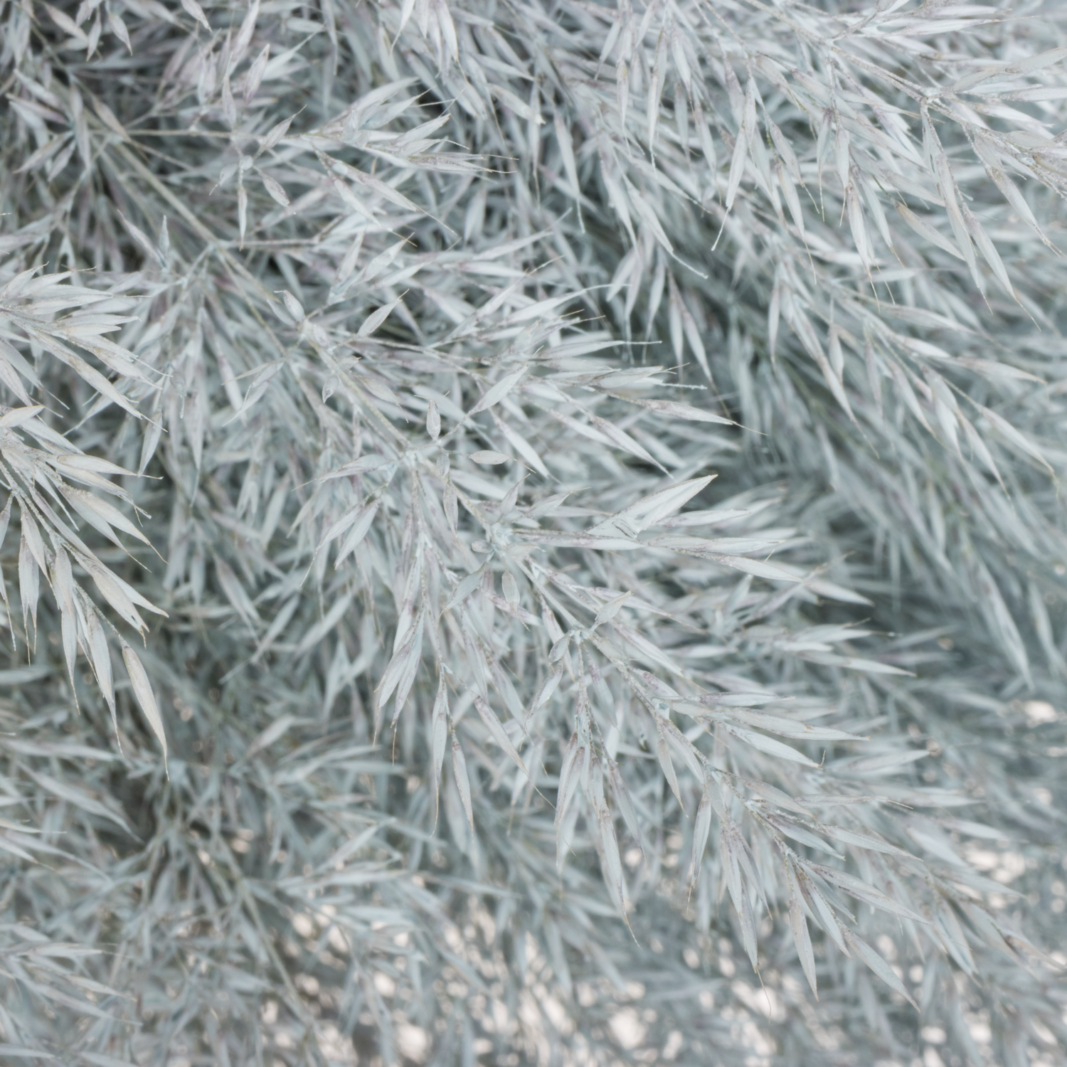 Ziergras hellblau Calamagrostis gefärbt 80cm