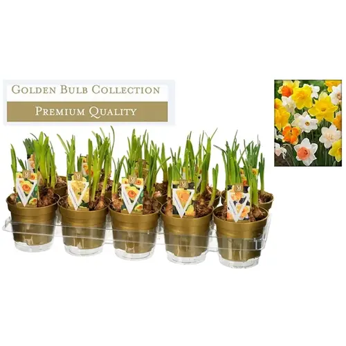 Narzisse mix T12 H15 3 Farben