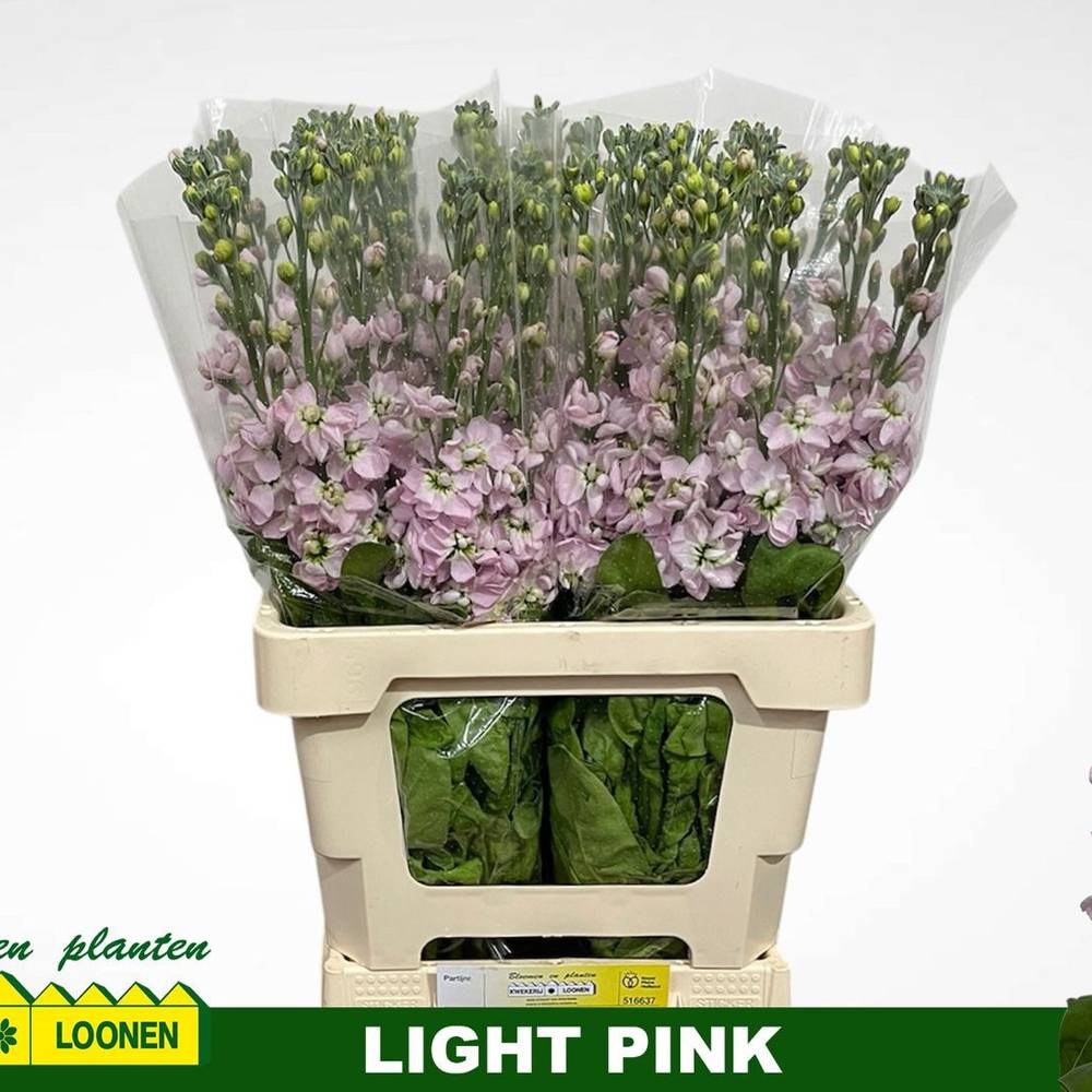Levkoje hell rosa Milla Light Pink 65cm