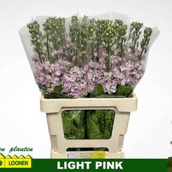 Levkoje hell rosa Milla Light Pink 65cm