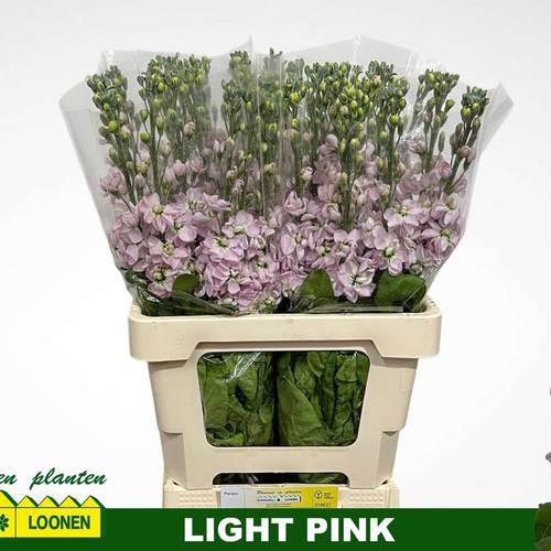 Levkoje hell rosa Milla Light Pink 65cm