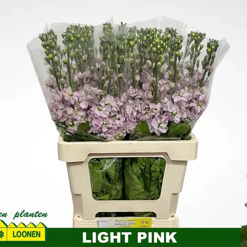 Levkoje hell rosa Milla Light Pink 65cm